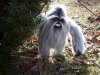 27348_yeti.jpg