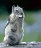 animl-squirrel_harmonica.gif