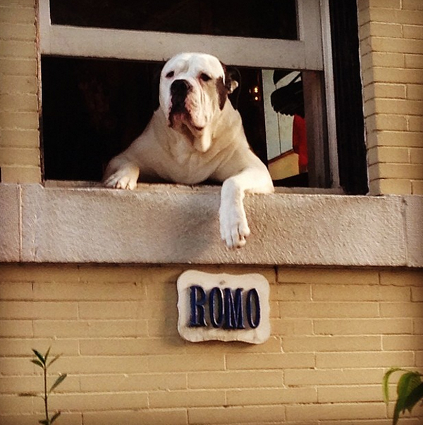 romo-dog-window-2.jpg