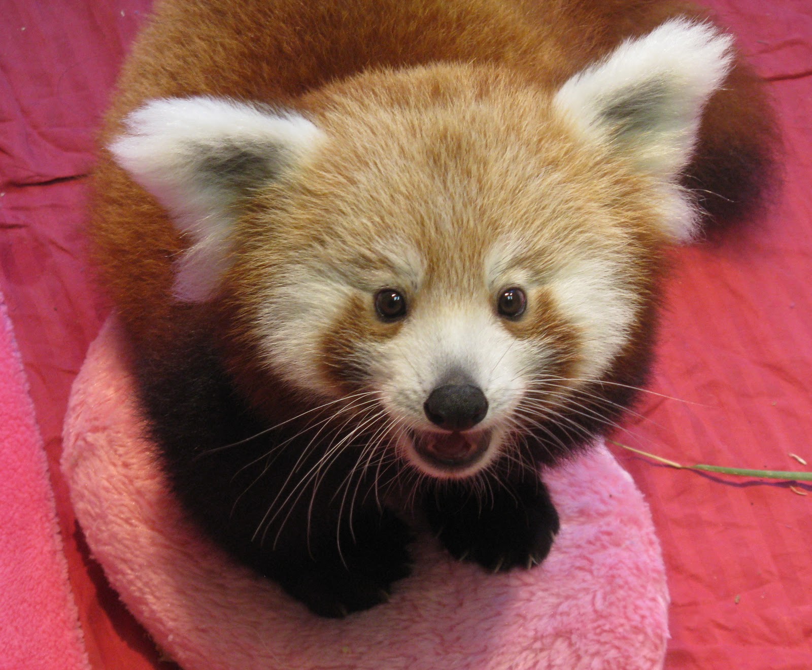 knoxville-zoo-red-panda.jpg