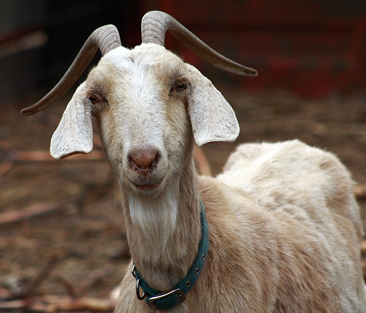 TOP-STORY-3-GOAT.jpg