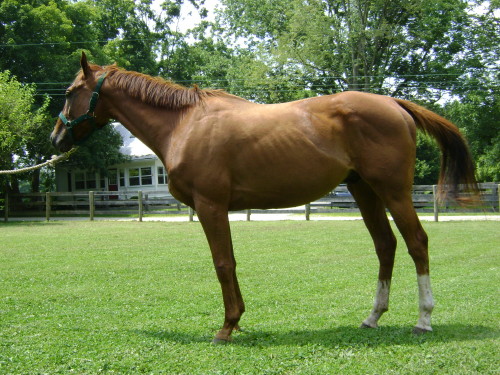 brown+thoroughbred+horse+%252818%2529.jpg