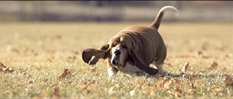 Cute-Basset-Hound-Running-Towards-You-In-Dramatic-Slow-Motion.gif