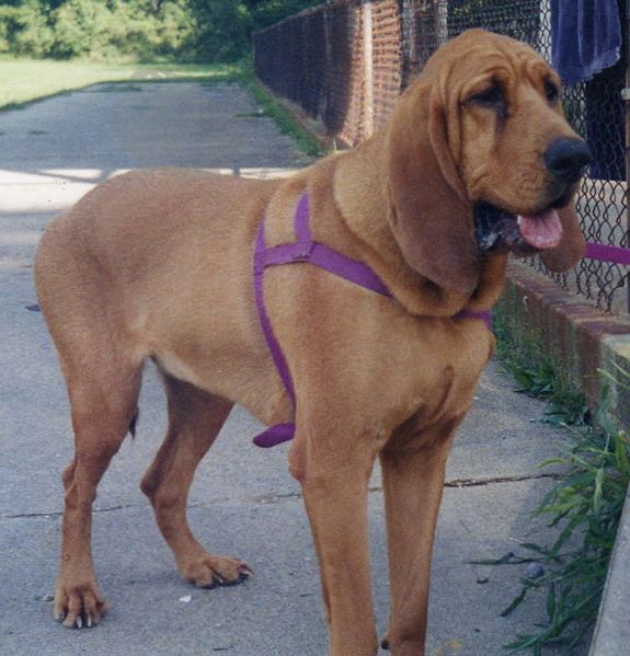 575px-Bloodhound-Female.jpg