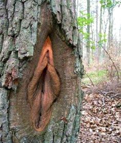 tree-vagina.jpg