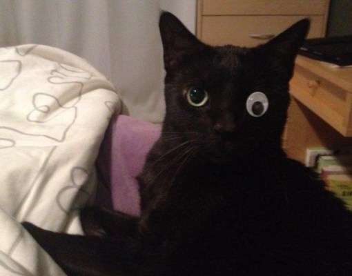 Top-10-Images-of-Cats-With-Googly-Eyes-9.jpg