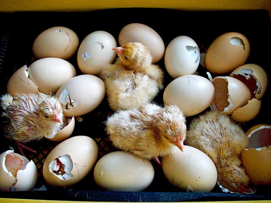 hatching_chicks_by_sona26-d5arvja.jpg