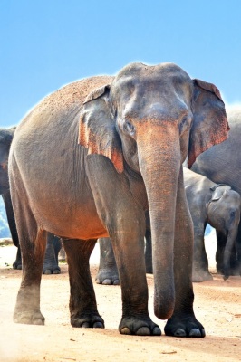 indian-elephant-elephant-jumbo-strongest-60506.jpeg