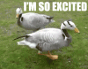 excited-geese.gif