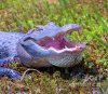 LaughingGator.jpg