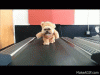 image.gif
