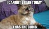 Dumb-Cat.jpg