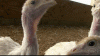 200w-1.gif