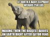 gator babies.jpg