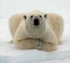 Polar Bear.jpg