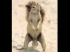 squirrell.jpg