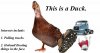 duckandtruck.jpg