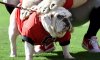 bulldogs.jpg