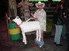 sheep.png