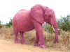 Elephant.jpg