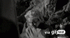 IMG_5858.GIF