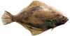 sole.png