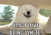 happy-samoyed.png