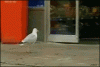 IMG_0843.GIF