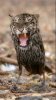 Auburn mascot revised.jpg