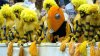 Yellow Jacket fans.jpg