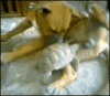 200w (4).gif