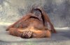 tired-monkey.jpg