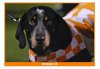 Smokey.jpg