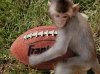 monkey.jpg