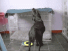giphy (31).gif