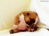 giphy (30).gif