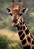 giraffe_chewing.jpg