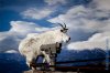 scope goat.jpg