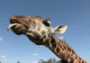 fuunygif_1508106096679.gif