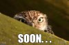 soonowl.jpg