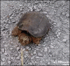 IMG_3627.GIF