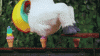 tenor (8).gif