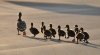DucksInRow.jpg