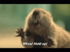 40.gif
