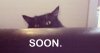 Soon-cat-meme.jpg