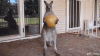 Kangaroo-Drops-Ball.gif