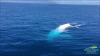 A8B21348-144A-4AEA-BDE1-62B895FC458C.gif