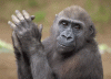 C18387EF-8378-4577-AC9F-A5D0F40EC2CF.gif