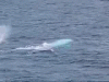 white-whale-o.gif
