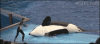 1DEFD0C4-CBEF-4408-830C-0C7B0E5DBED8.gif